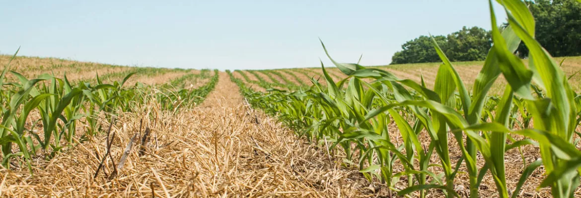 rows of maize growing in no-till field