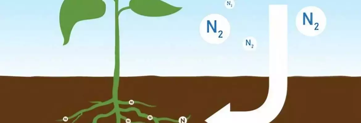 yak-pratsyuyut-azotfiksuyuchi-roslyny